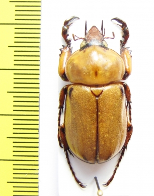 Cyclocephala sp.?  Honduras - INSECTS-STORE.RU