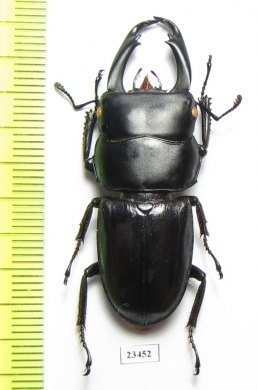 Dorcus reichei  Myanmar 44mm - INSECTS-STORE.RU