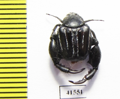 Hopliini sp.  South Africa Rep. - INSECTS-STORE.RU