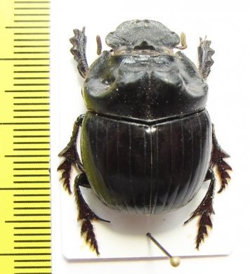 Dichotomius sp.  Peru - INSECTS-STORE.RU