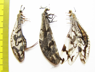 Myrmeleontidae sp., pair  Namibia - INSECTS-STORE.RU