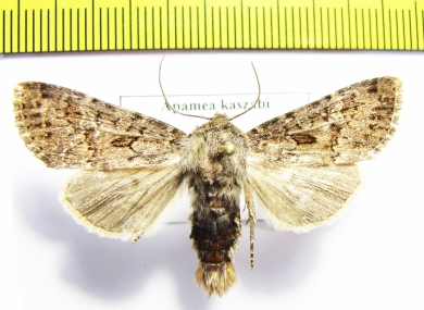 Apamea kaszabi  Russia, Altai reg. - INSECTS-STORE.RU