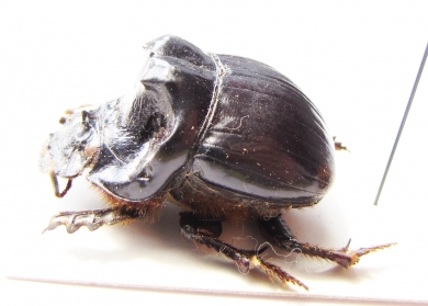 Dichotomius sp.  Peru - INSECTS-STORE.RU