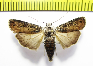 Actebia praecox  Russia, Buryatia reg. - INSECTS-STORE.RU