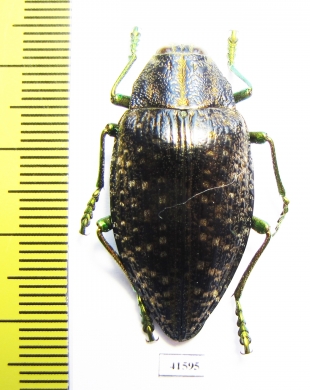 Polybothris navicularis  Madagascar - INSECTS-STORE.RU