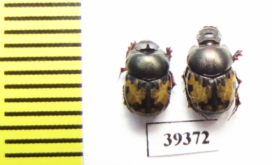 Onthophagus leucomelas, pair  Uzbekistan - INSECTS-STORE.RU