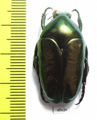 Thaumastopeus pugnator  Indonesia, Sumatra - INSECTS-STORE.RU