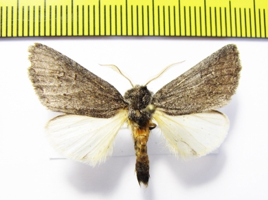 Noctuidae sp.  Namibia - INSECTS-STORE.RU