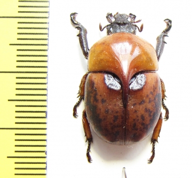 Peperonota harringtoni  Thailand - INSECTS-STORE.RU