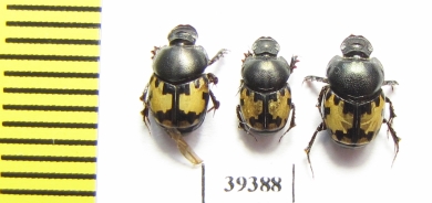 Onthophagus leucomelas  Uzbekistan - INSECTS-STORE.RU