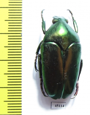 Thaumastopeus pugnator  Indonesia, Sumatra - INSECTS-STORE.RU