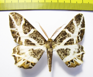 Geometridae sp.  Russia, Far East - INSECTS-STORE.RU