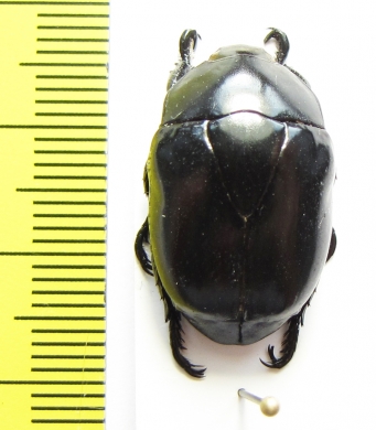 Macraspis morio  Peru - INSECTS-STORE.RU