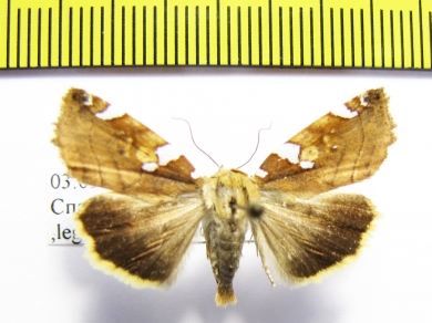 Noctuidae sp.  Russia, Far East - INSECTS-STORE.RU