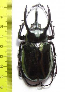 Chalcosoma atlas atlas  Indonesia, Sulawesi  72mm - INSECTS-STORE.RU