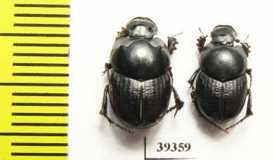 Onthophagus amyntas, pair  Uzbekistan - INSECTS-STORE.RU