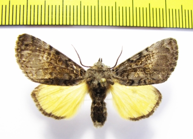 Xanthomantis cornelia  Russia, Far East - INSECTS-STORE.RU