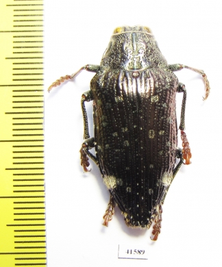 Polybothris luczoti  Madagascar - INSECTS-STORE.RU