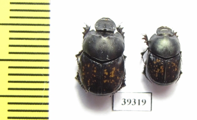 Onthophagus finschi, pair  Uzbekistan - INSECTS-STORE.RU