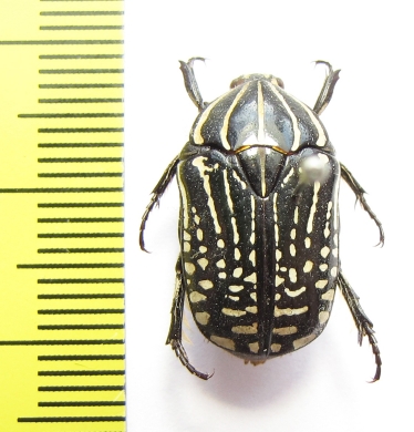 Rhabdotis sp.  Ethiopia - INSECTS-STORE.RU