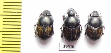 Onthophagus finschi, pair  Uzbekistan - INSECTS-STORE.RU