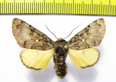 Xanthomantis cornelia  Russia, Far East - INSECTS-STORE.RU