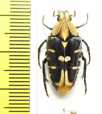 Coilodera nobilis  Indonesia, Sulawesi - INSECTS-STORE.RU