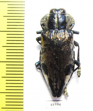 Polybothris lelieurii  Madagascar - INSECTS-STORE.RU