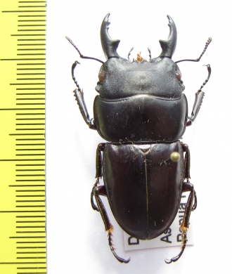Dorcus meeki  Papua New Guinea  42mm - INSECTS-STORE.RU