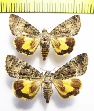 Olivenebula oberthueri  Russia, Far East - INSECTS-STORE.RU