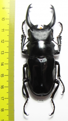 Odontolabis dalmanni celebensis  Indonesia, Peleng isl. 81mm - INSECTS-STORE.RU