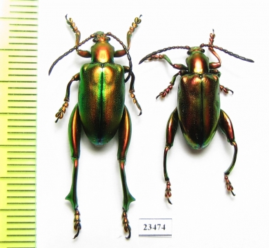 Sagra sp.  Indonesia, Flores isl. - INSECTS-STORE.RU