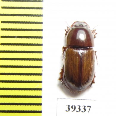 Aphodiinae sp.  Zambia - INSECTS-STORE.RU