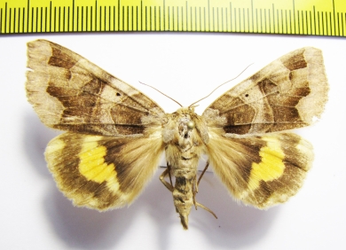 Chrysorithrum amata  Russia, Far East - INSECTS-STORE.RU