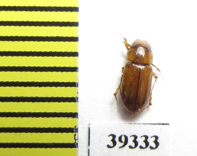 Aphodius klugi  Uzbekistan - INSECTS-STORE.RU