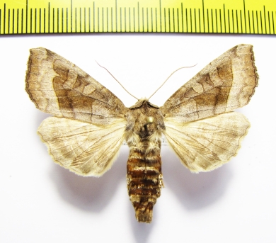 Noctuidae sp.  Russia, Far East - INSECTS-STORE.RU