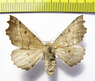 Noctuidae sp.  Russia, Far East - INSECTS-STORE.RU