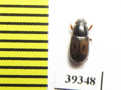 Aphodius auliensis  Uzbekistan - INSECTS-STORE.RU