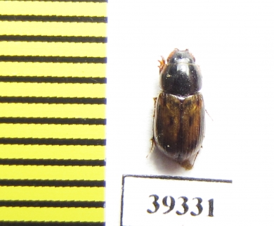 Aphodius auliensis  Uzbekistan - INSECTS-STORE.RU