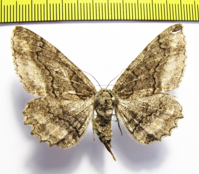 Jankowskia pseudathleta  Russia, Far East - INSECTS-STORE.RU