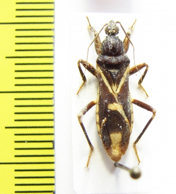 Hemiptera sp.  Venezuela - INSECTS-STORE.RU