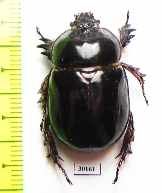 Dynastinae sp.  Mexico - INSECTS-STORE.RU