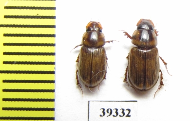 Aphodius gregarius  Russia, Astrakhan reg. - INSECTS-STORE.RU