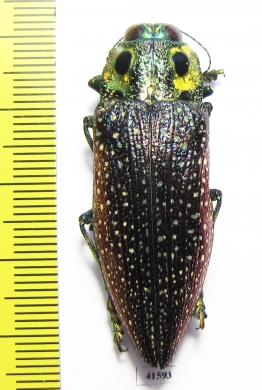 Lampropepla rothschildi  Madagascar  45mm - INSECTS-STORE.RU