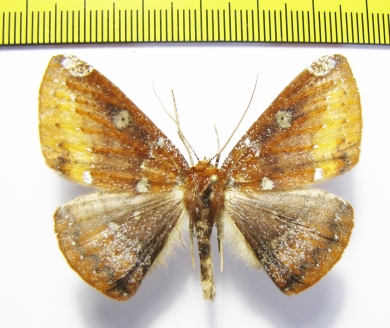 Herbita zarina  Peru - INSECTS-STORE.RU