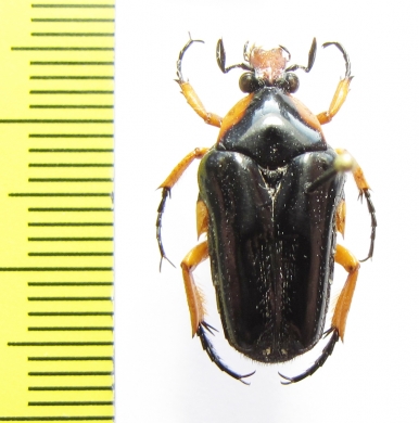 Oncosterna friderici  Indonesia, Sulawesi - INSECTS-STORE.RU