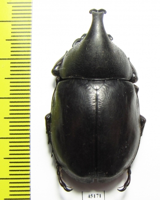 Xylotrupes pauliani  Malaysia - INSECTS-STORE.RU