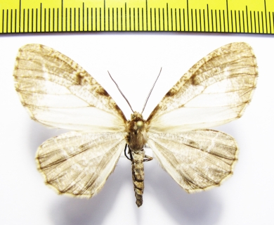 Geometridae sp.  Peru - INSECTS-STORE.RU