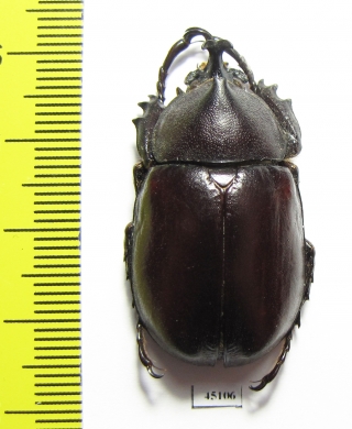 Xylotrupes pauliani  Malaysia - INSECTS-STORE.RU