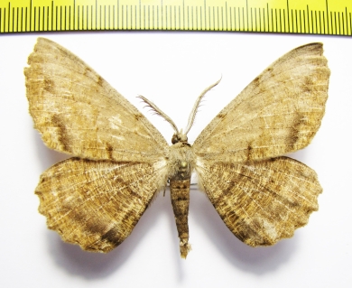 Anticypella diffusaria  Russia, Far East - INSECTS-STORE.RU